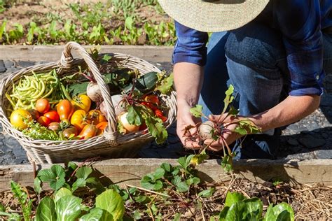 植物栽培方法|野菜の育て方図鑑 。初心者でも簡単にできる栽培方法